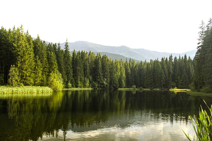 Vrbické pleso